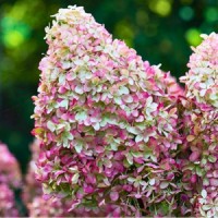 Гортензія Royal Flower р9 Гортензія Royal Flower р9