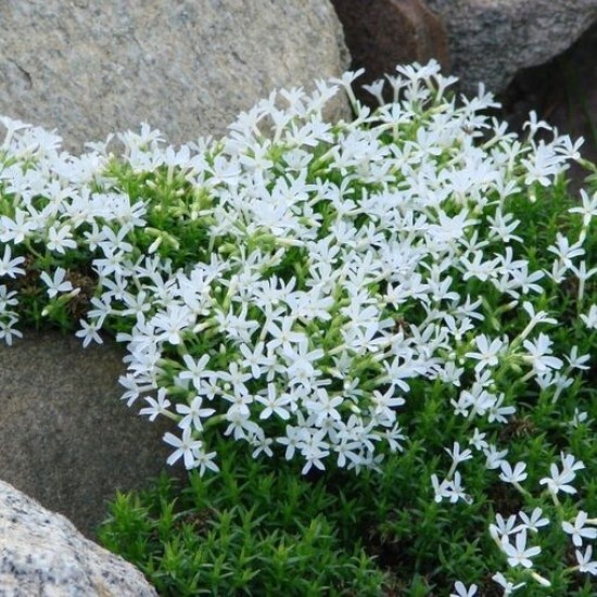 Флокс covillei р9 Флокс covillei р9