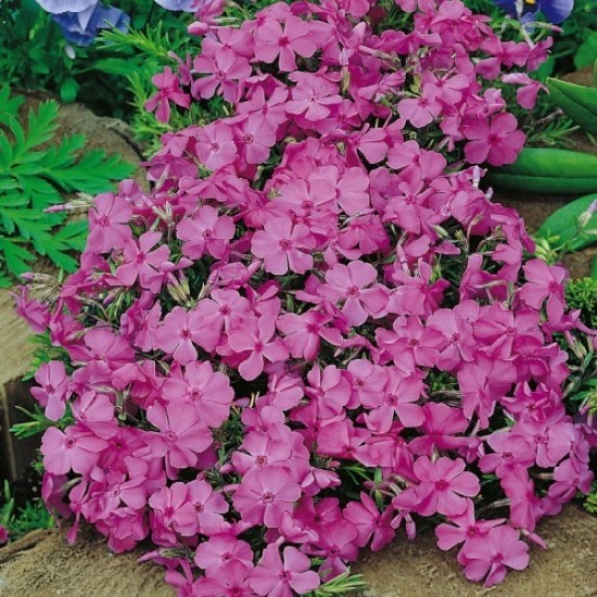 Флокс daniell cushion р9 Флокс daniell cushion р9