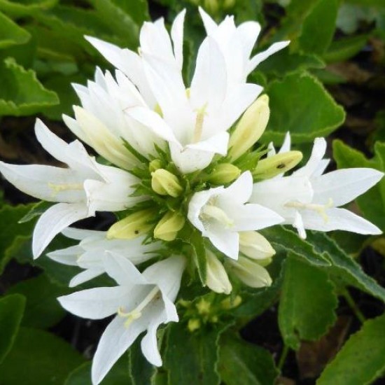 Дзвоник Bellefleur white p9 Дзвоник Bellefleur white p9