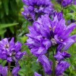 Дзвоник Bellefleur 
