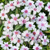 Флокс coral eye р9 Флокс coral eye р9