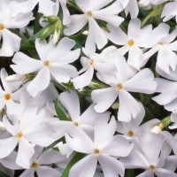 Флокс fabulous white р9 Флокс fabulous white р9
