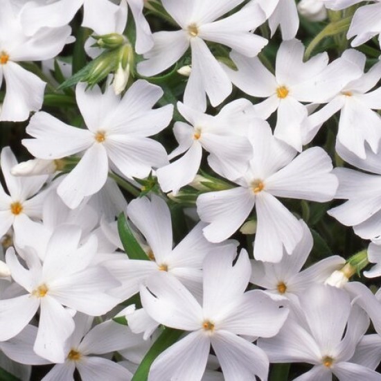 Флокс fabulous white р9 Флокс fabulous white р9