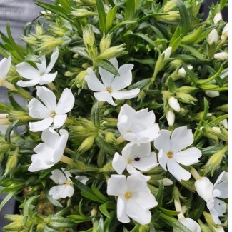 Флокс fabulous white р9 Флокс fabulous white р9