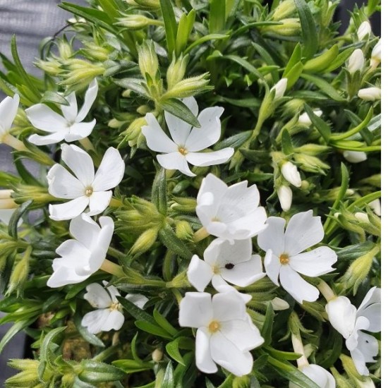 Флокс fabulous white р9 Флокс fabulous white р9