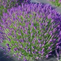 Лаванда Хідкот (Hidcote) р9 Лаванда Хідкот (Hidcote) р9