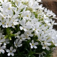 Флокс covillei р9 Флокс covillei р9