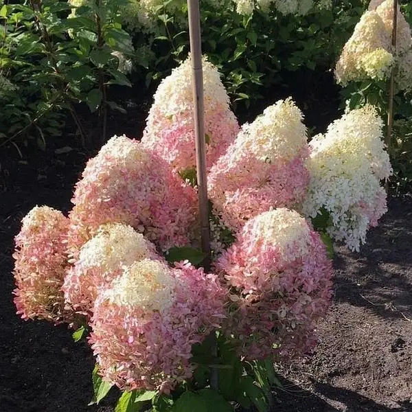 Гортензія Royal Flower р9