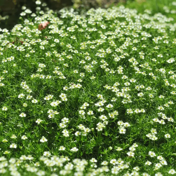 Мшанка Green Moss (зелена)  р9