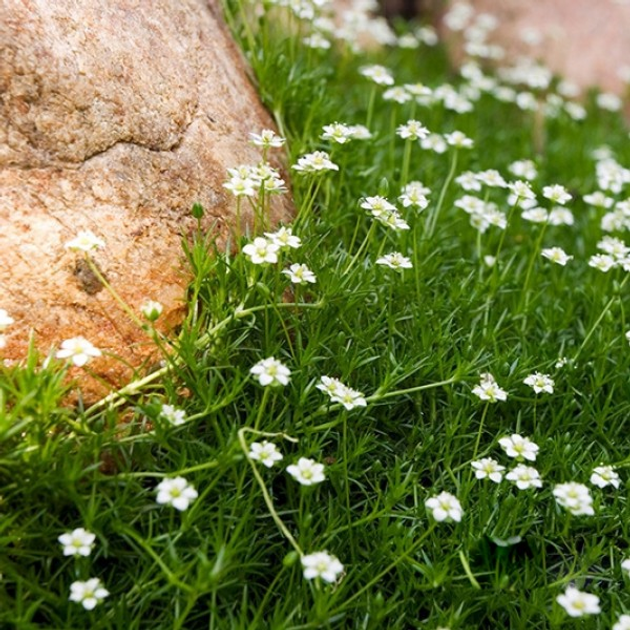 Мшанка Green Moss (зелена)  р9