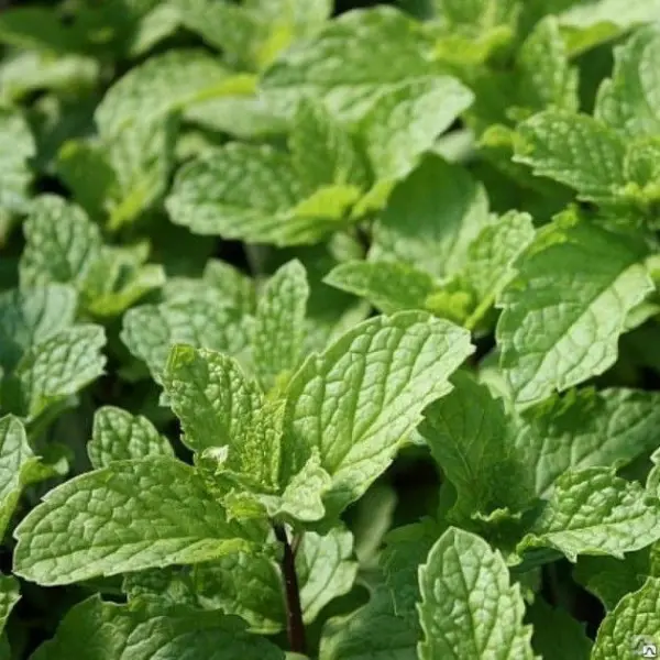 М'ята Мохіто (Mojito) р9