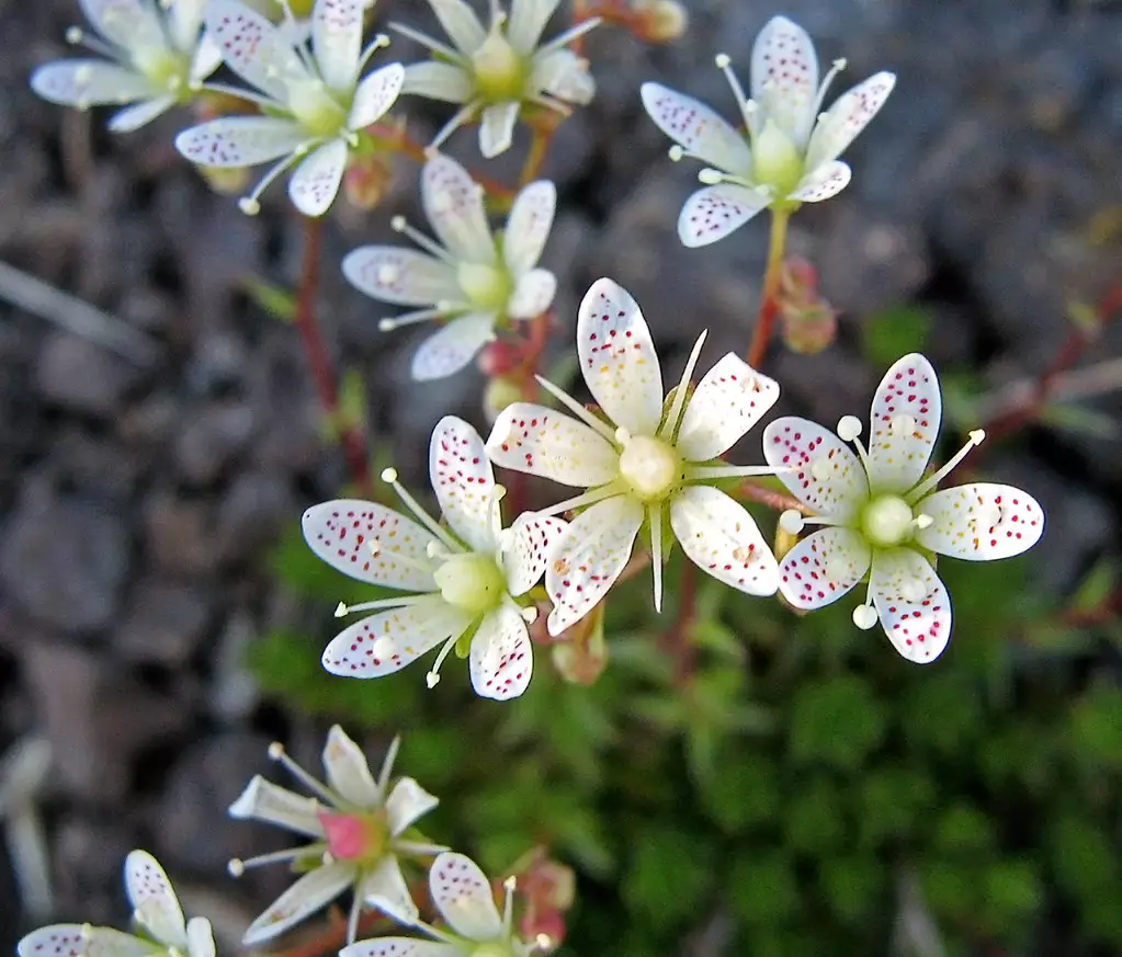 Ломикамінь Saxifraga Bronchialis р9